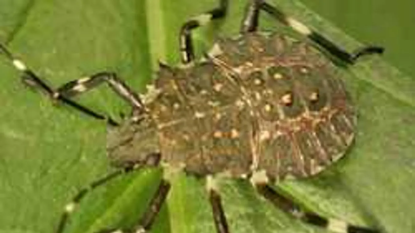 Szódabikarbóna és ecet: így vess véget az otthoni poloskainváziónak!