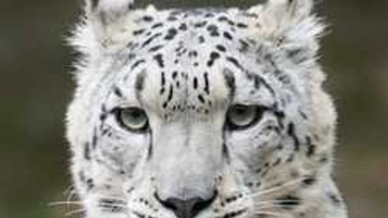 Nagy hibát követett el az állatkerti gondozó, nyitva maradt a ketrec