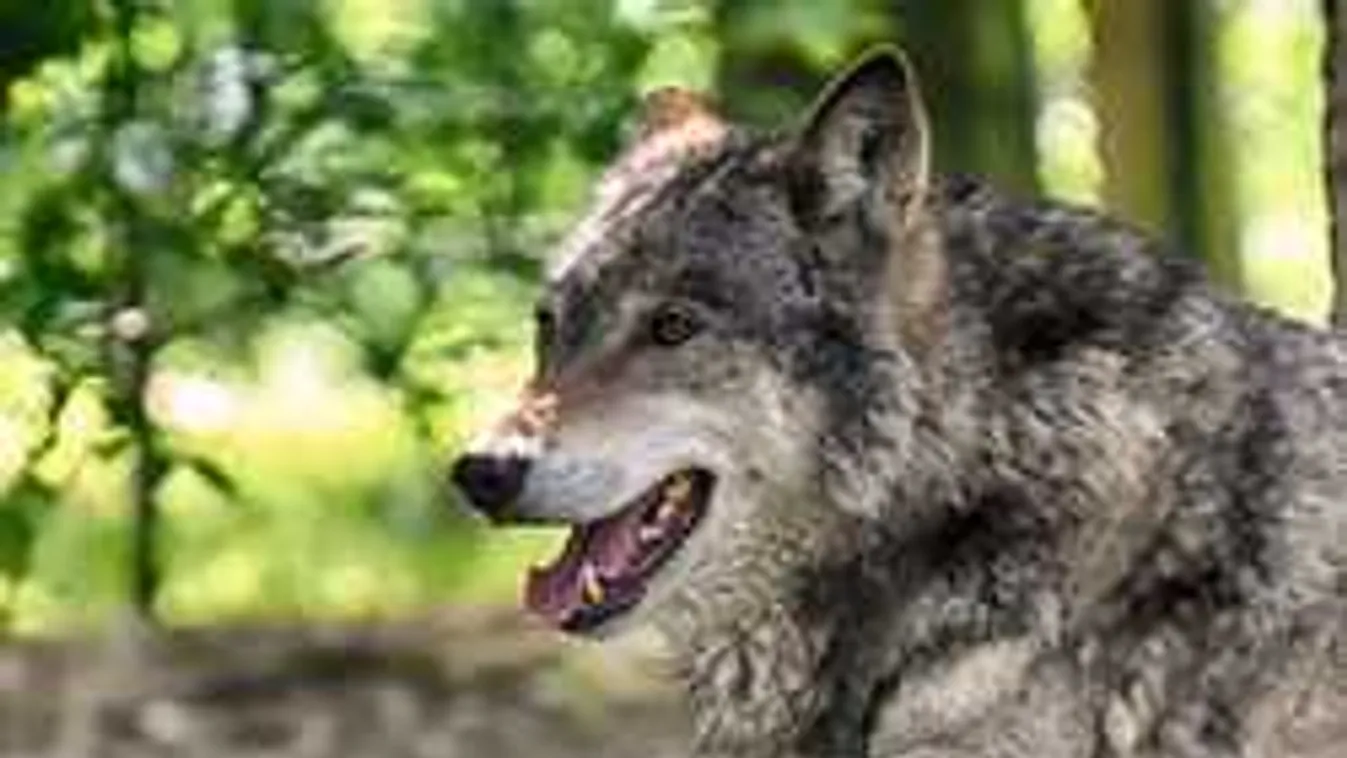 Valaki lelőtt egy farkast a Bükkben, keresik a tettest