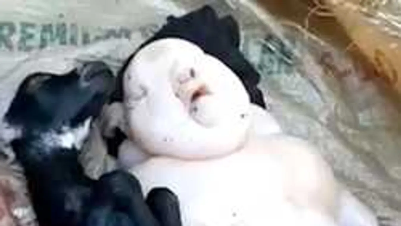 Sokkot kapott a farmer: Szörnyű, mit ellett a kecskéje