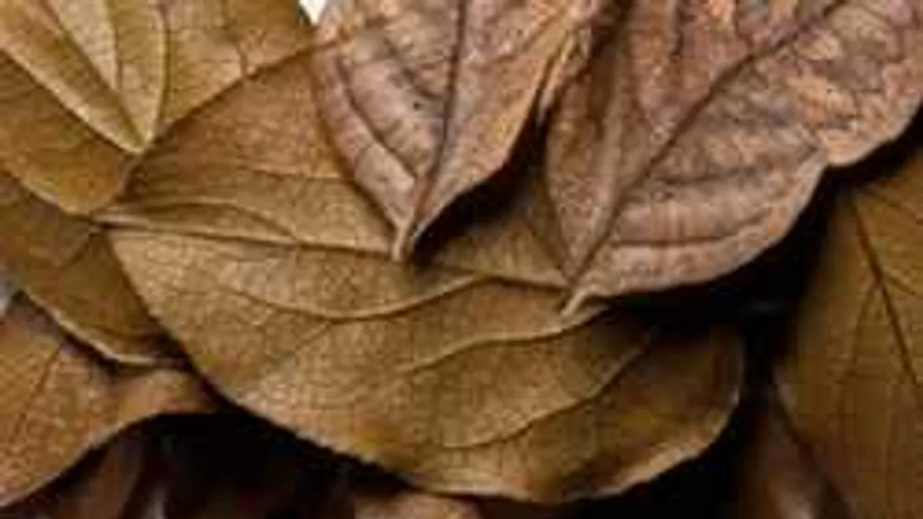 Találd meg a lepkét a képen - ha sikerül, igazi sasszemed van!