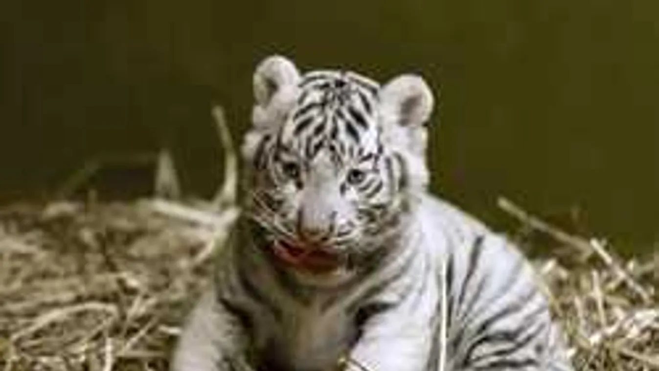 Megmutatták a győri állatkert cuki fehér tigriskölykeit