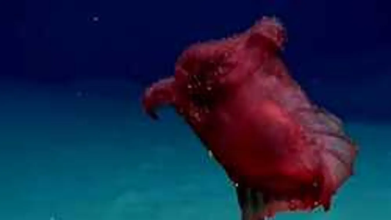 Fej nélküli csirkeszörnyet videóztak az Antarktisznál