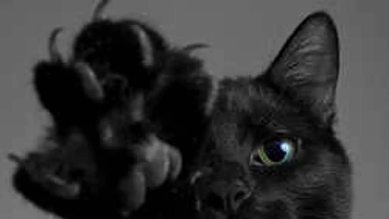 Black Friday az állatmenhelyeken is, ilyen az ő akciójuk