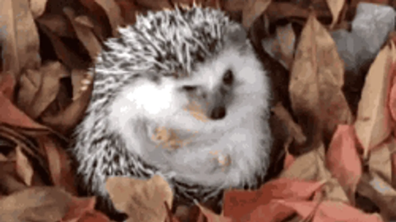 Hidegfronttal érkezik a havazás, csípős időnk lesz a hétvégén