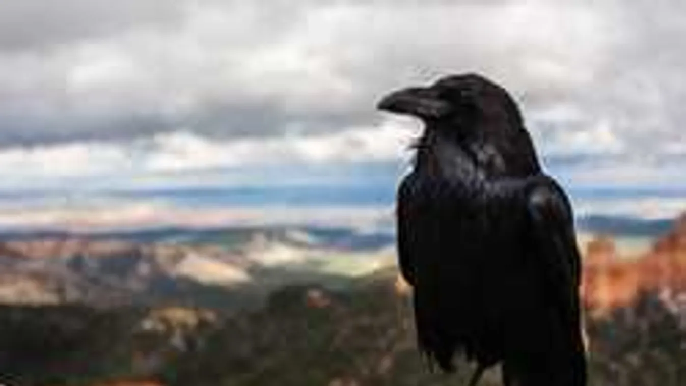 Ezen a csalóka képen pörög most az internet - Te mit látsz a fotón?