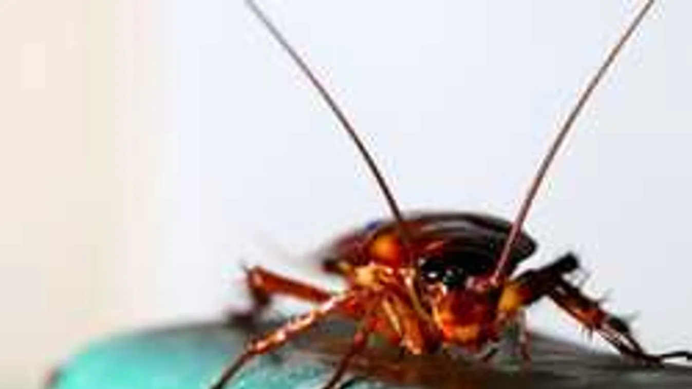 Csótányevésre és vizeletivásra kényszerítették a munkásokat