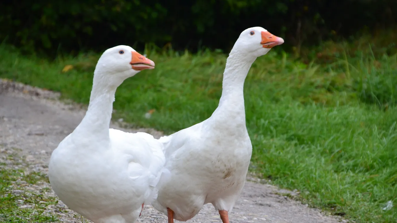 Ezt sokan nem tudják a Márton-napról