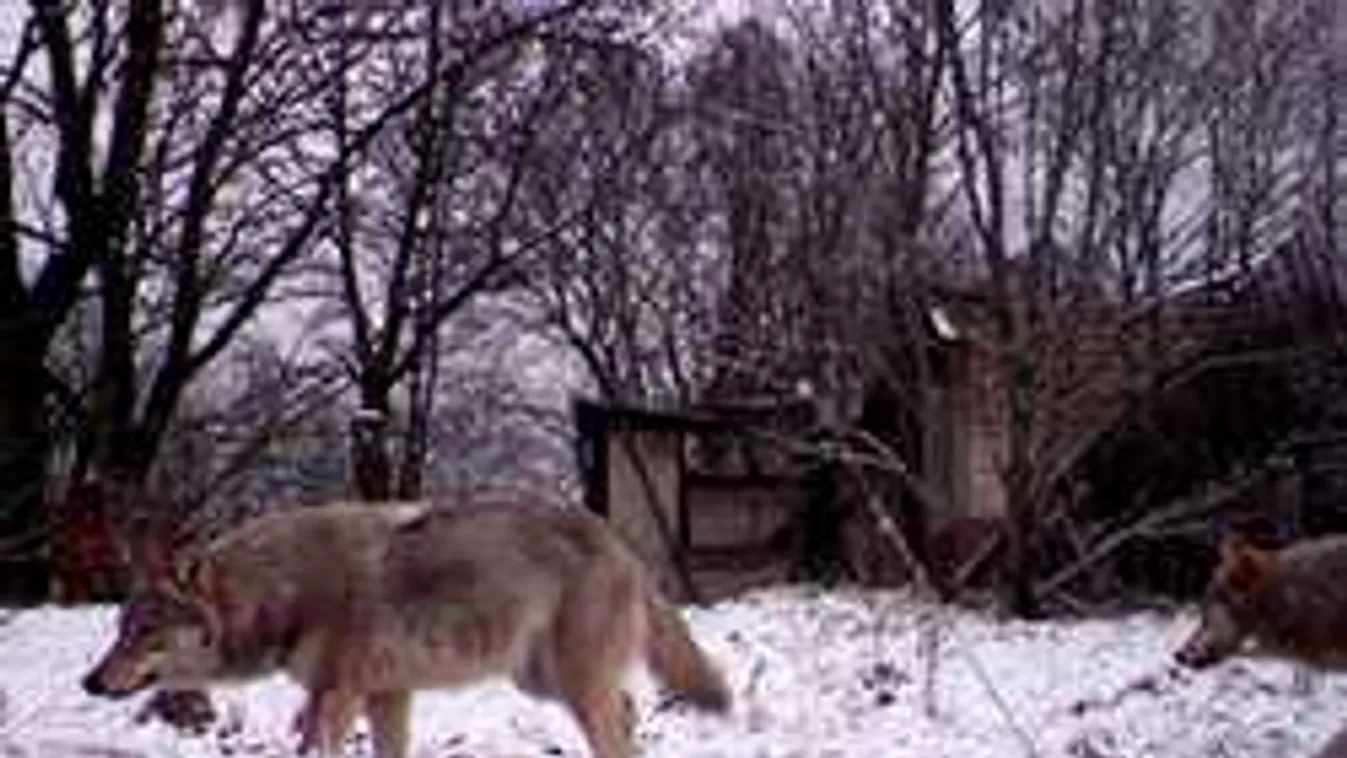 Sokkoló jelentés: csernobili mutánsfarkasok áraszthatják el Európát