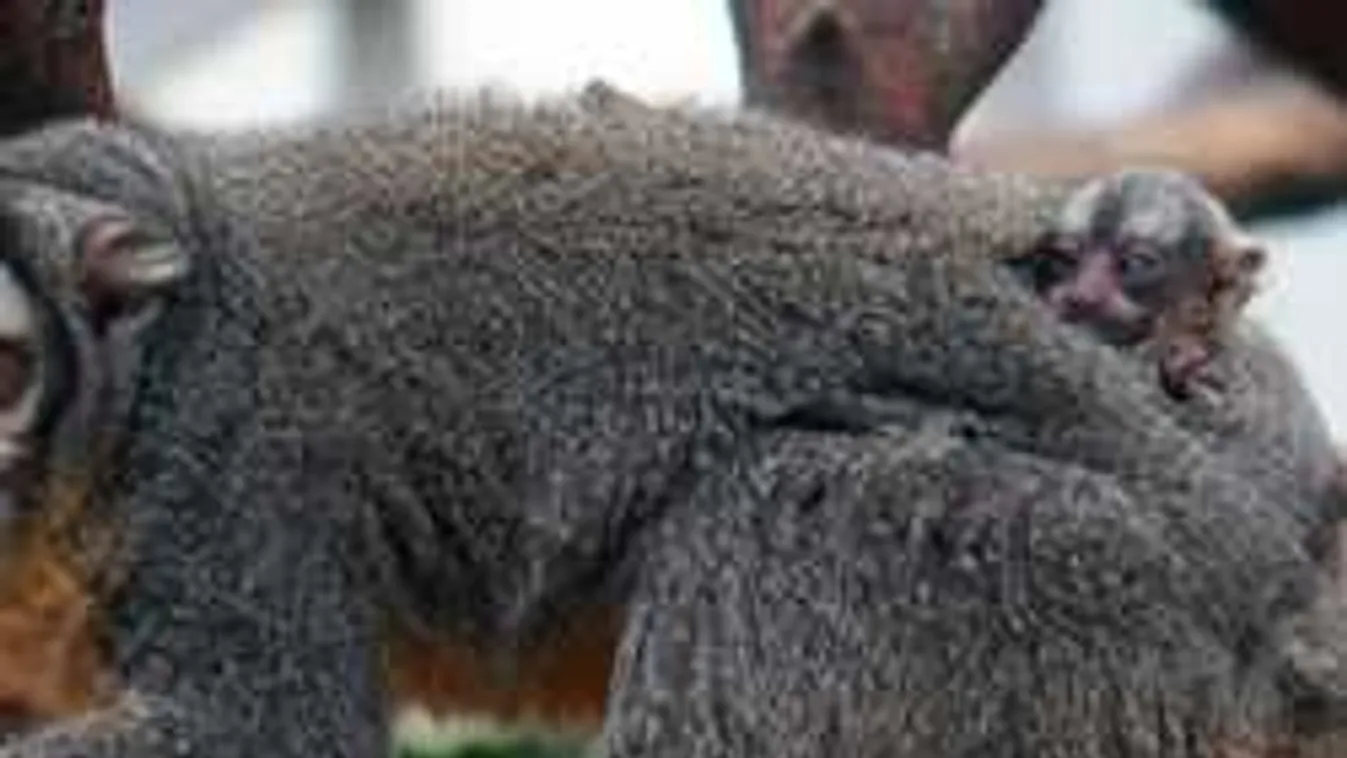 Így érzi magát a majombébi, ha anyja vakarózik - Videó!