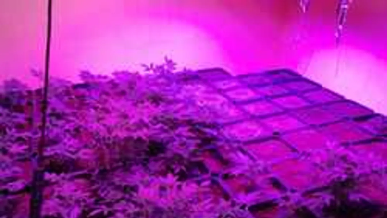 Nem karácsonyfában utazott, lekapcsolták és videóra is vették