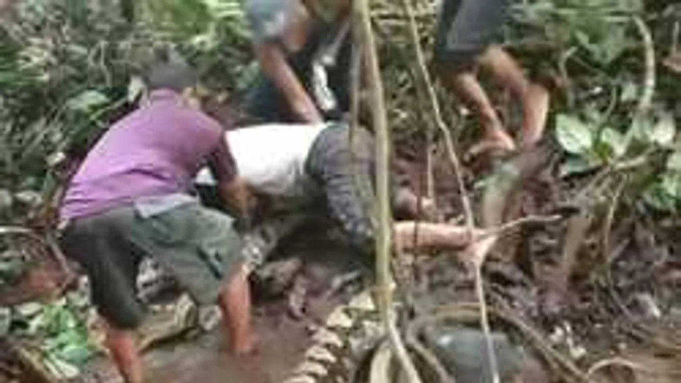 Fatörzsnek nézte a férfi az óriáskígyót, durva, ami ezután történt