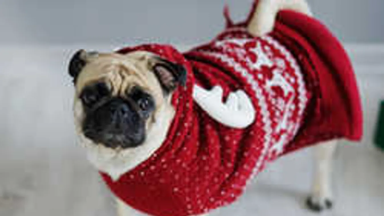 Imádod a kutyád? Így öltöztesd karácsonykor!