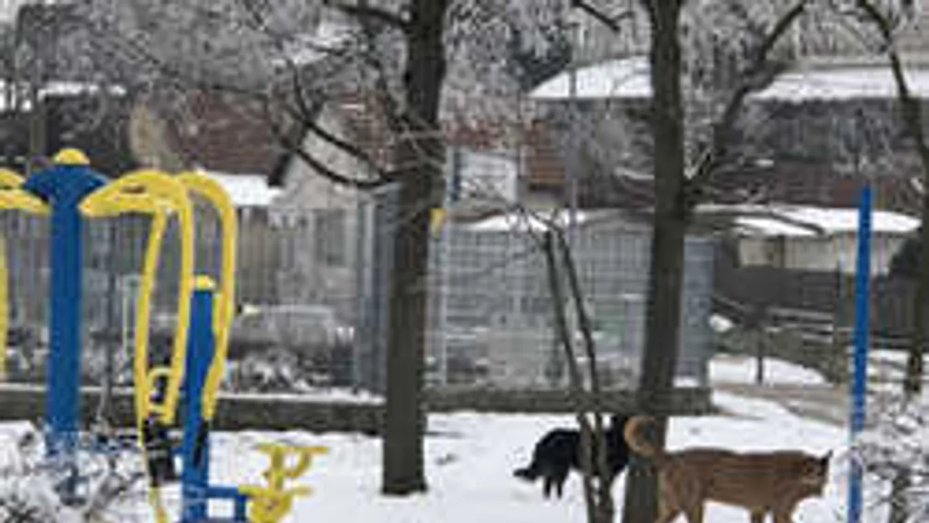 Kóbor kutyák tartják rettegésben a lakókat, már gyilkoltak is