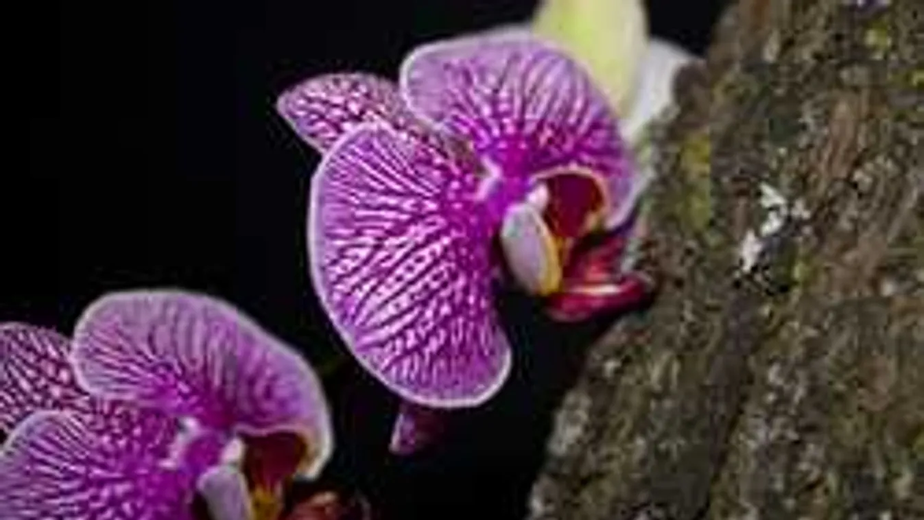 Így ültesd el az orchideát, mindenki a csodájára jár majd!