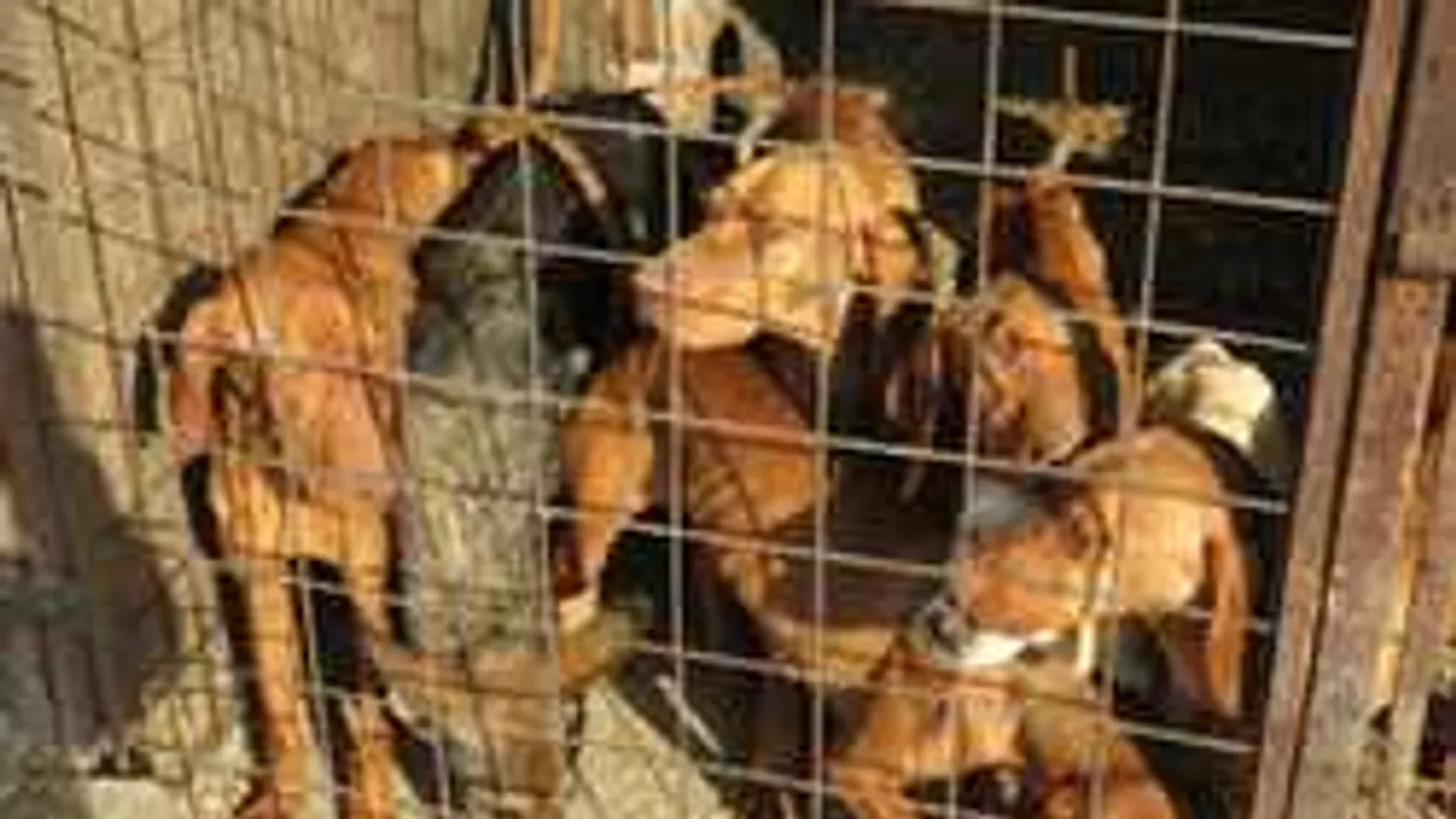 Megrázó fotók, szörnyen lesoványodott kutyákat találtak a gyulai tanyán