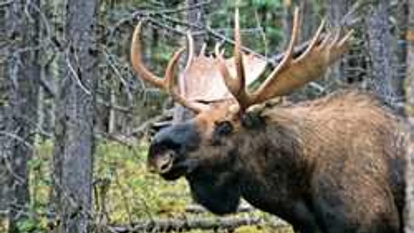 Nem várt négylábú vendég érkezett a kórházba, az aulában csapott le - videó