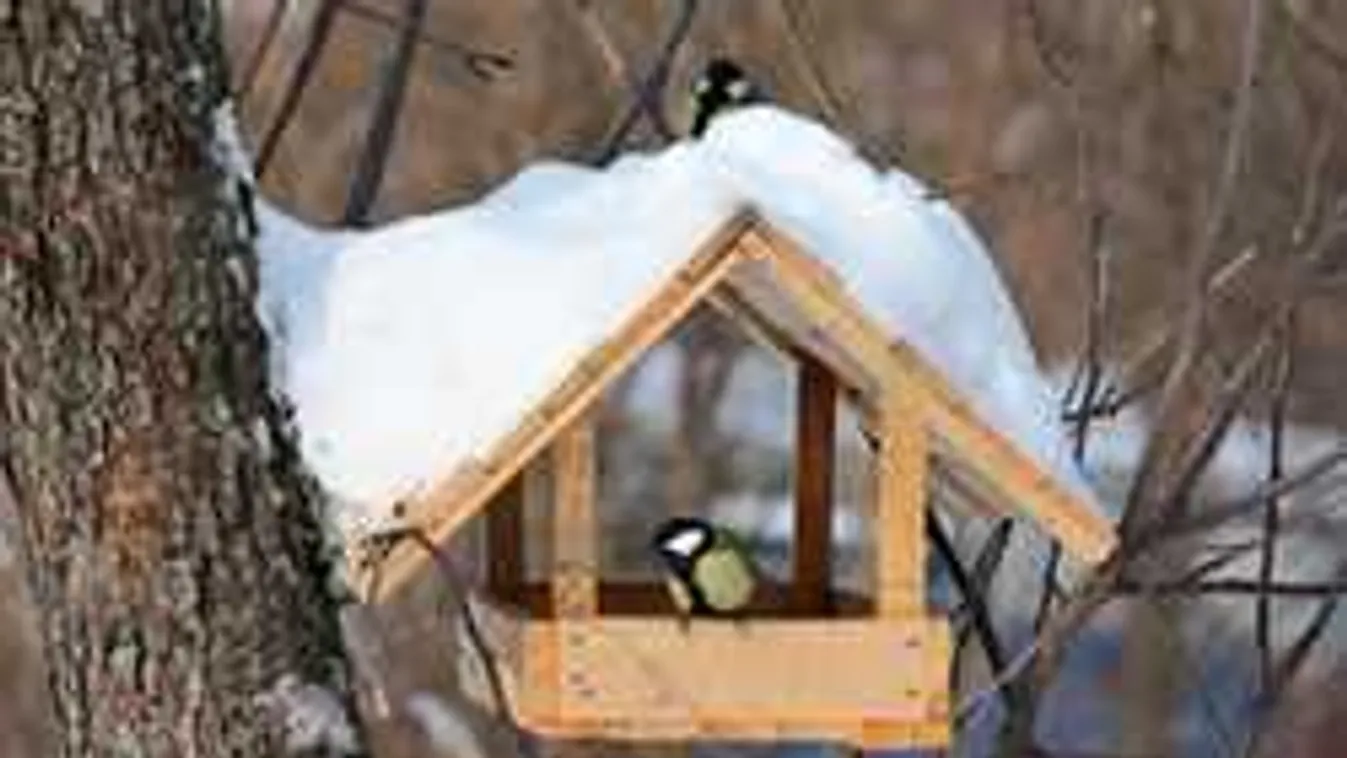 Néhány fontos dolog, amit januárban kell megtenni a kertben