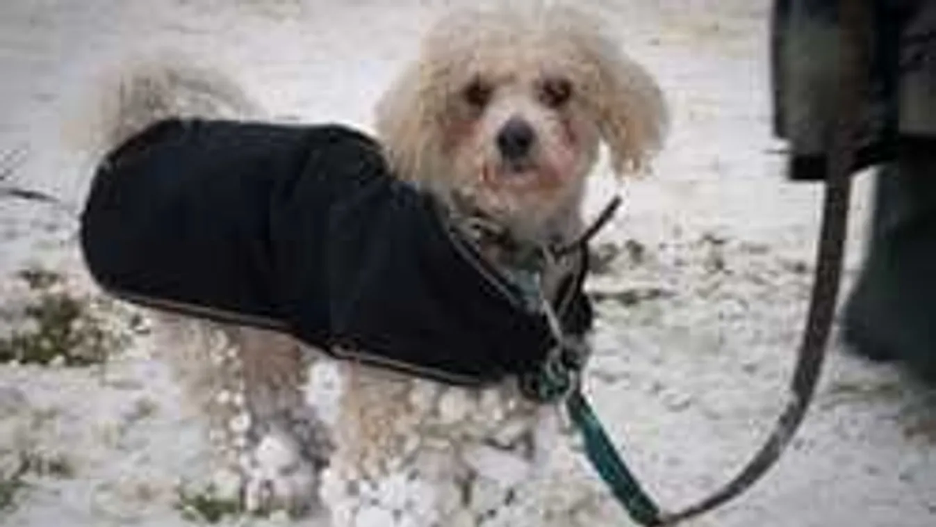 Veszélyes időszak! Erre kell figyelnie most minden gazdinak