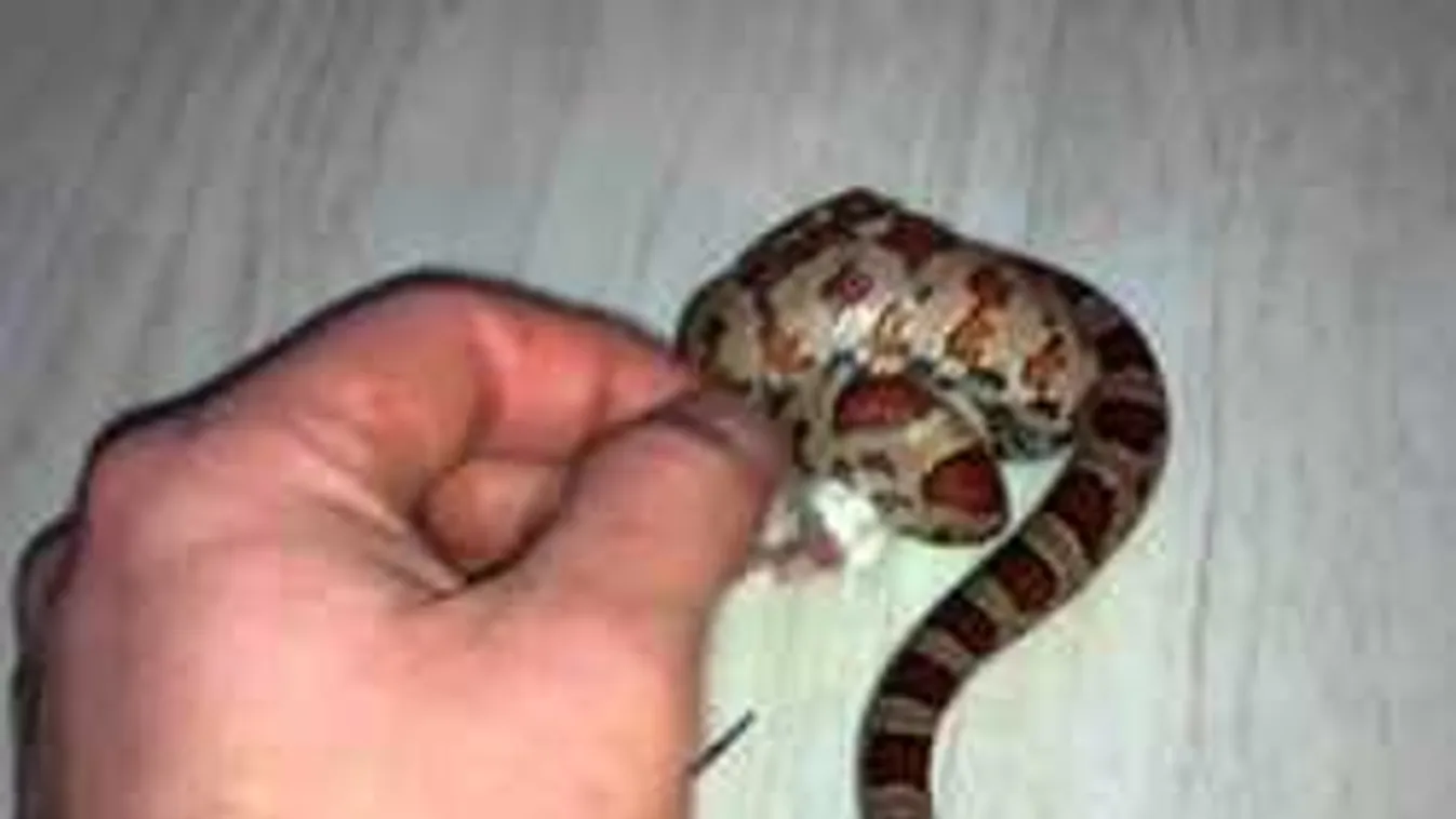 Elszabadult vadállat okozott rémületet egy magyar családban