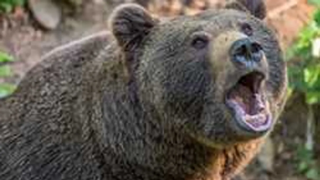 Most érkezett: magyar vadászra támadt rá egy medve