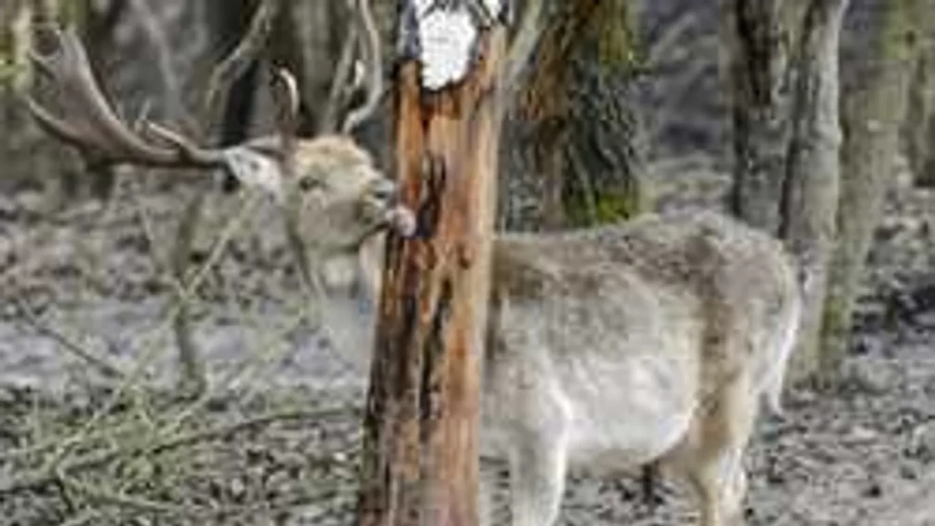 Vadak fosztogatnak a kertvárosokban