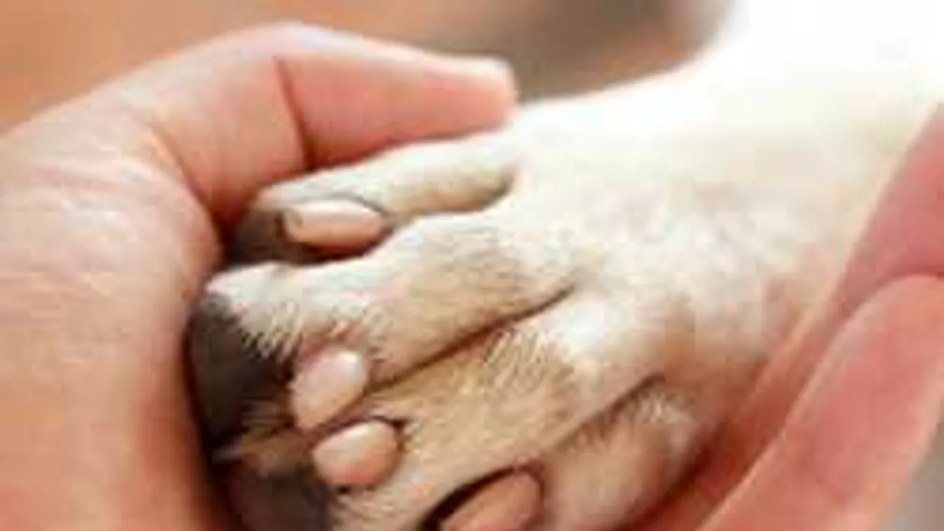 Elképesztő, mit tettek egy kiskutyával a magyar tűzoltók