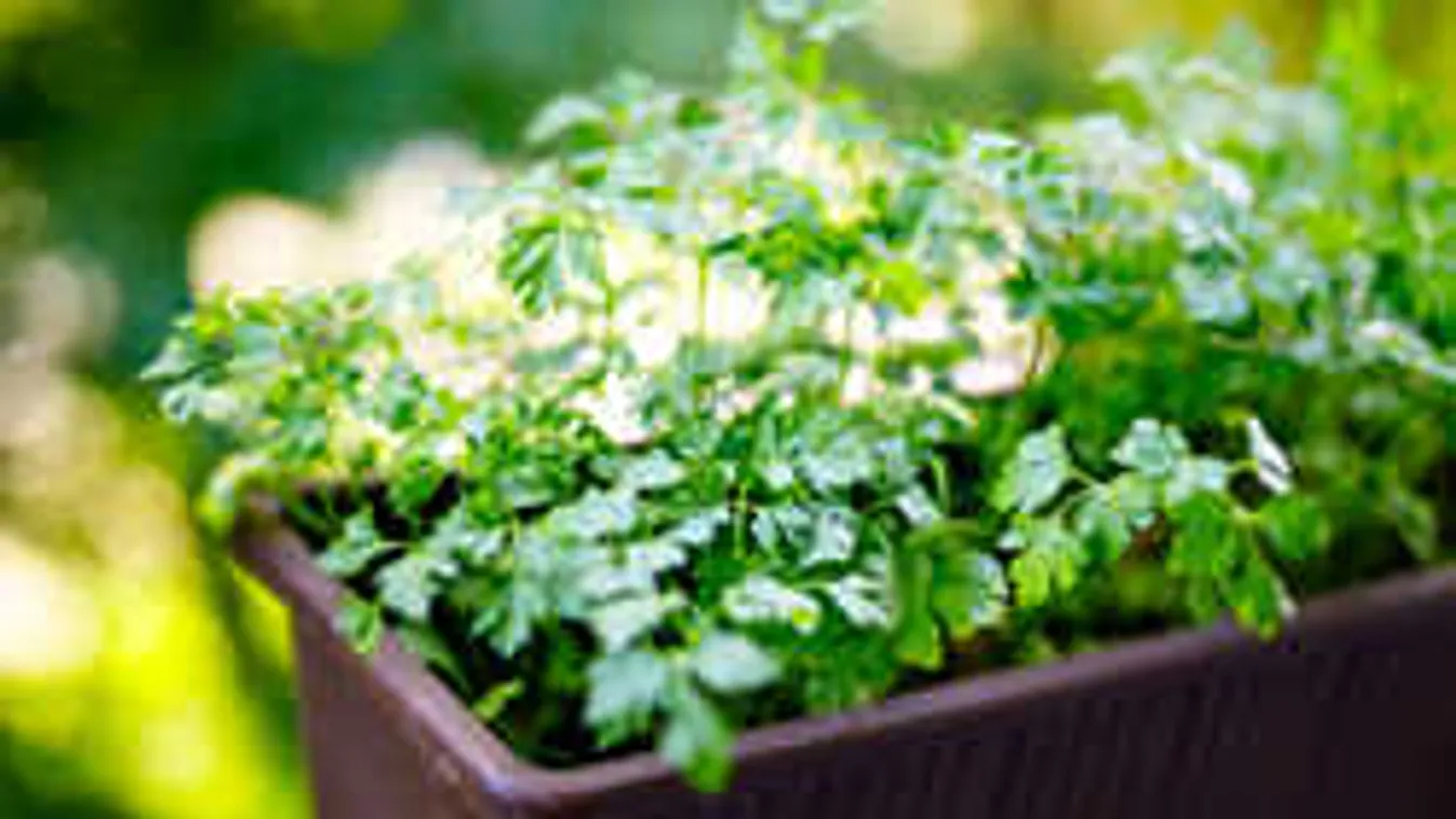 Így lehet mindig friss petrezselymed, akkor is, ha nincs kerted