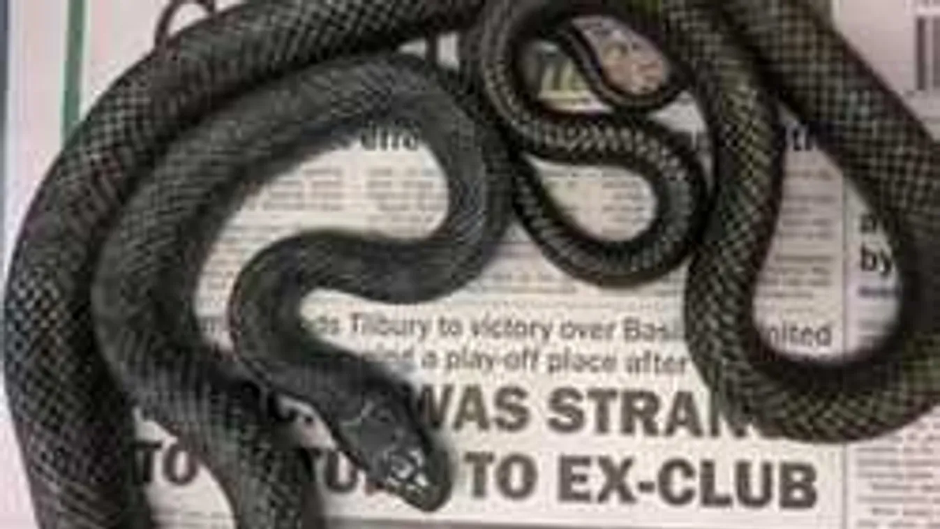 Teljes döbbenet: ez történt a férfival, amikor elment a vécére - VIDEÓ