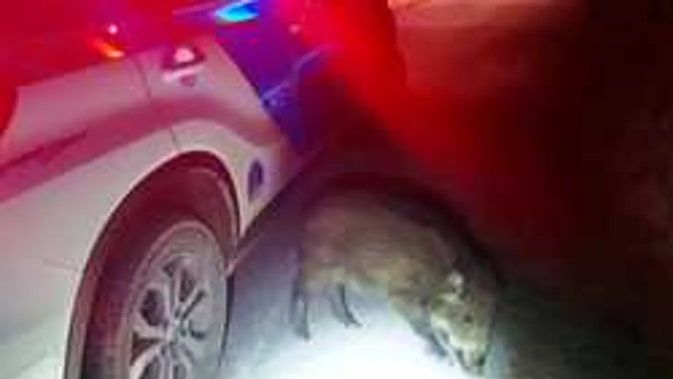 Hihetetlen, eltévedt vaddisznót igazítottak útba a balatoni rendőrök