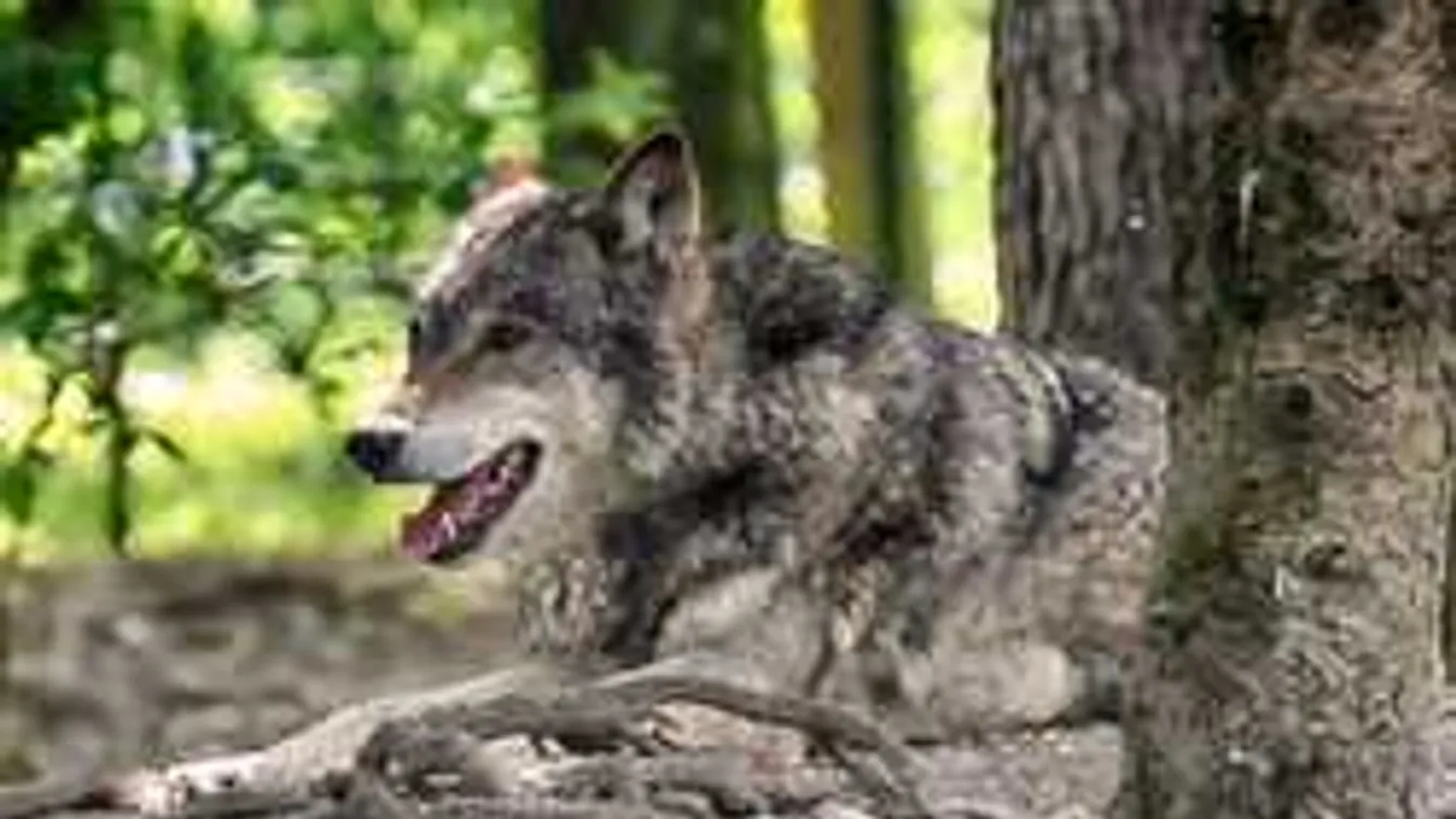 Oroszlán, delfin, farkas vagy medve vagy? Döbbenetes ez a személyiségteszt