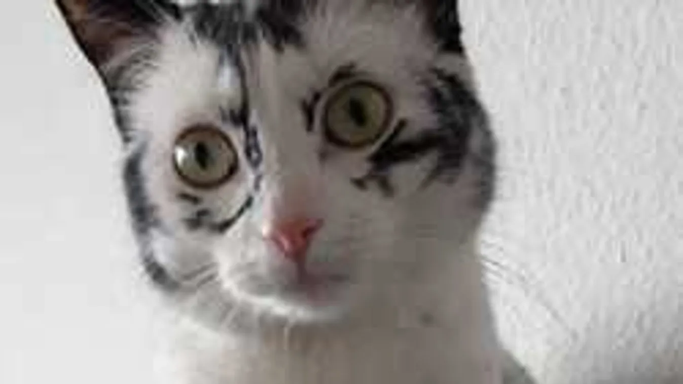 Brutális, mi történt ezzel a macskával, nem hiszel a szemednek