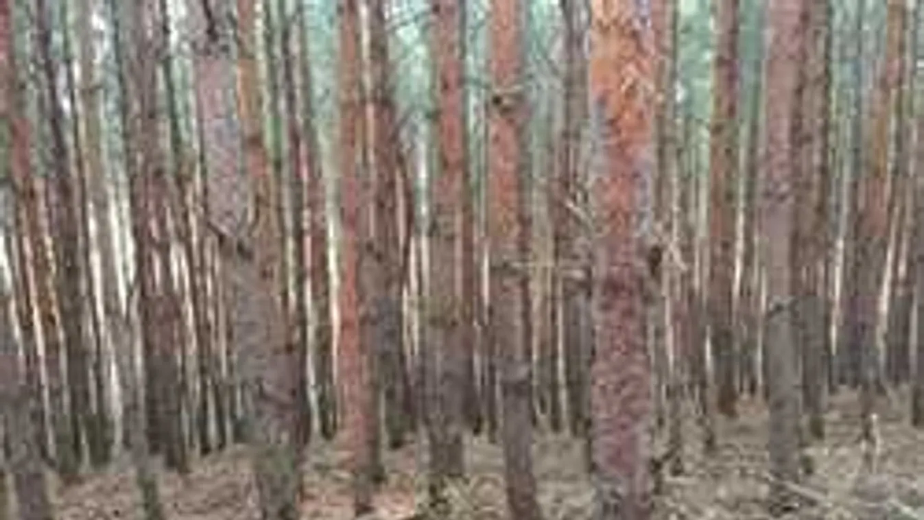 Döbbenetes, mit találtak a turisták a Nógrád megyei erdőben