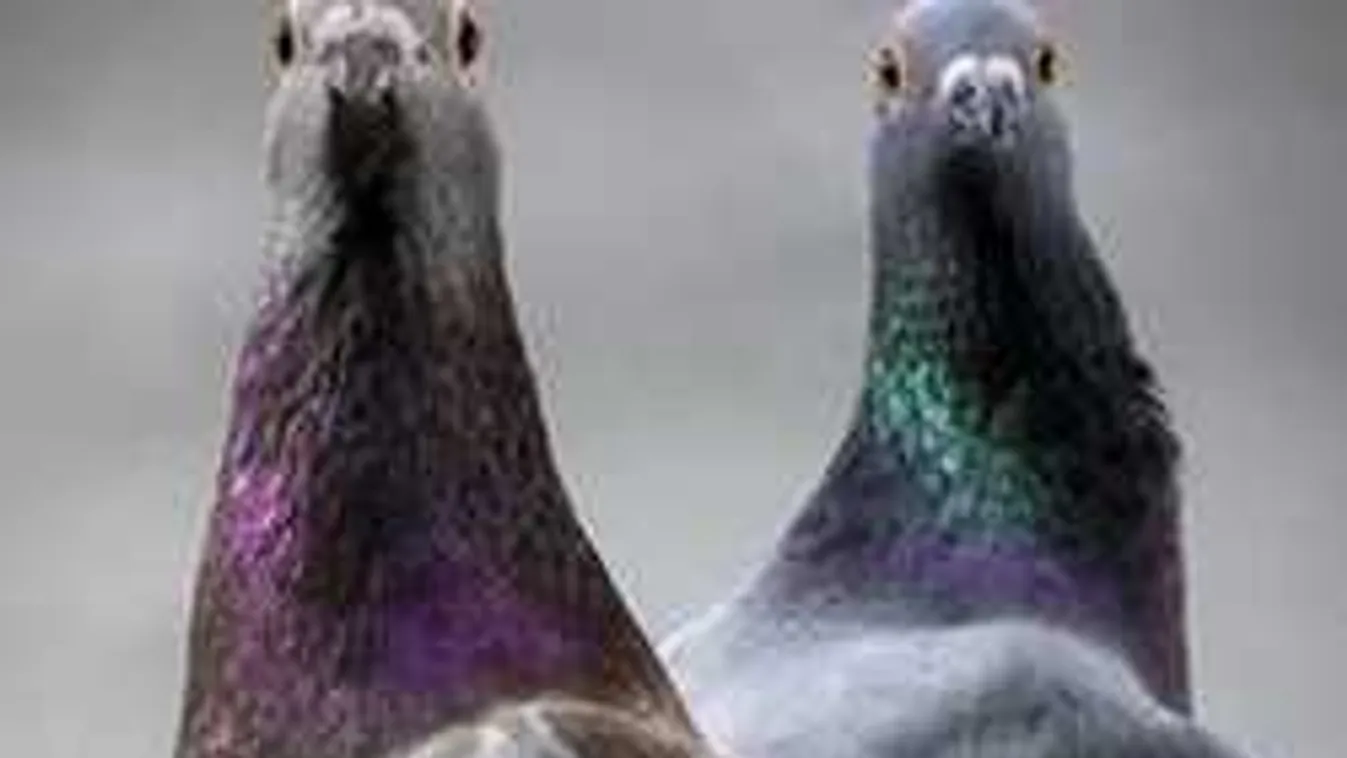 Élő galamb fejét akarta leharapni a férfi a forgalmas vasútállomáson