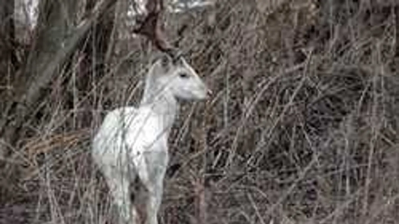 Ilyen állat csak a mesében van: lefotózták a nógrádi erdőben