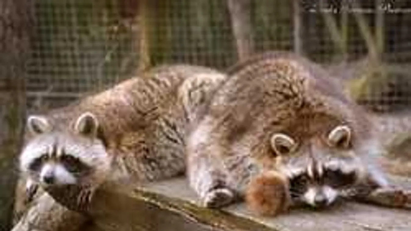 Szerelmes állatokat mutatnak be a Vadasparkban