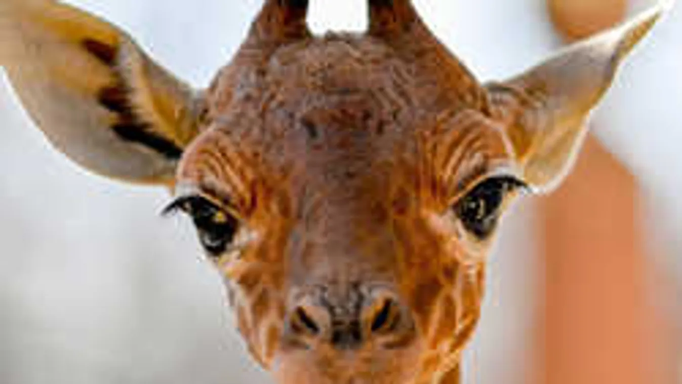 Megmutatták a debreceni állatkert cuki zsiráfcsikóját