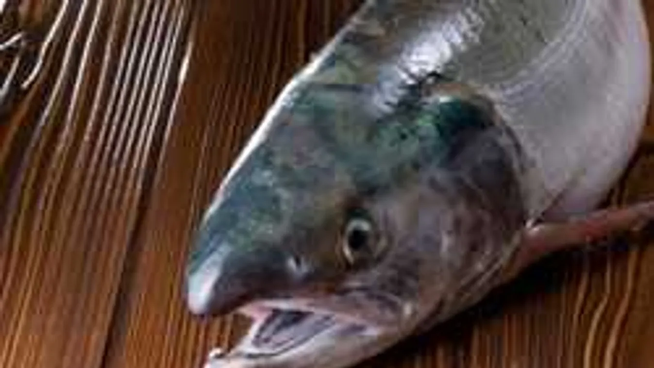 Hátborzongató, hogy mire használják újabban a nők a tengeri lazac spermáját