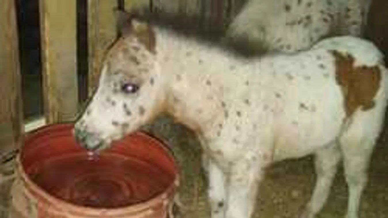 Családi botrány lett Pötyi csikó elrablásából, szüleit lopta meg a fiú