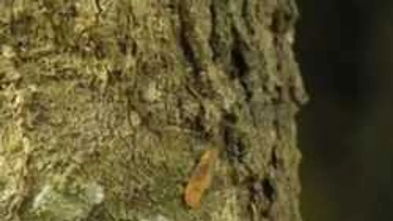 Ha megtalálod a macskát a képen, ügyesebb vagy, mint az emberek 84%-a