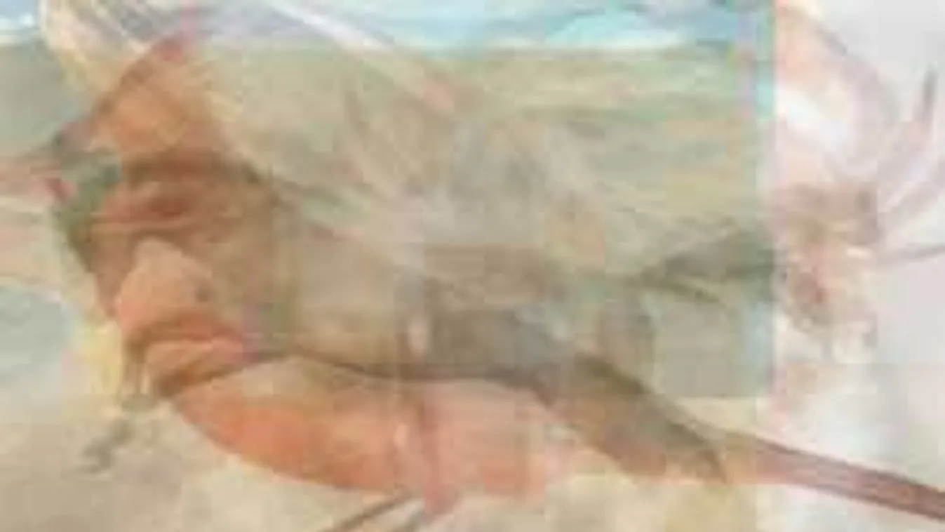 Döbbenetesen őszinte személyiségteszt: mit látsz meg először a képen?