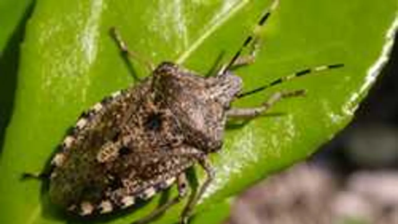 Nagyon durva, mi derült ki a márványpoloska gyilkosáról