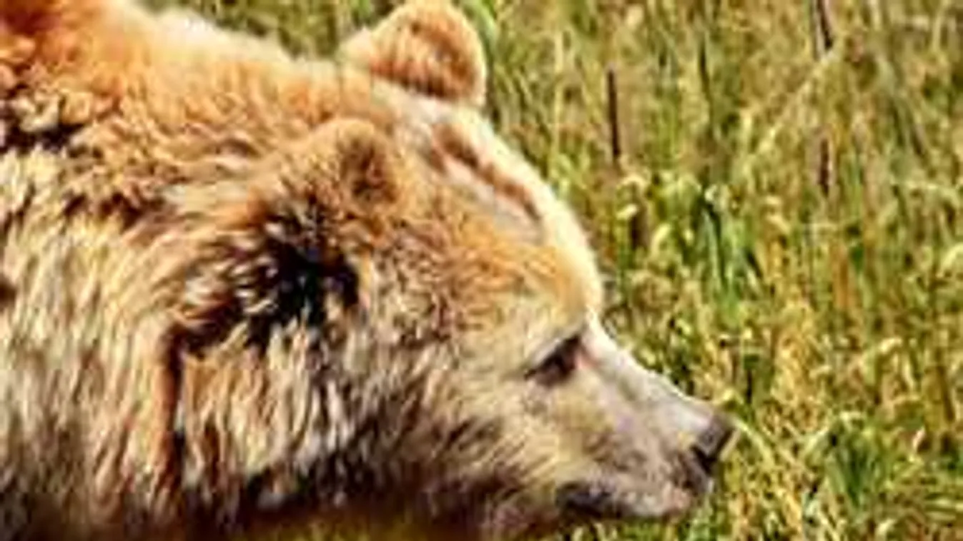 Medve támadt a családapára, nem tudtak segíteni rajta