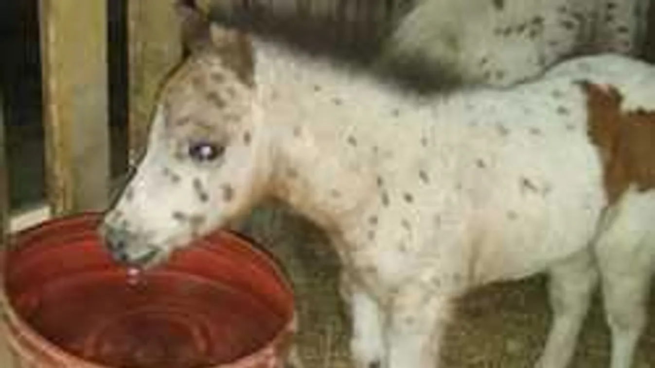 Meglepő részletek derültek ki az országot lázban tartó pónilopásról