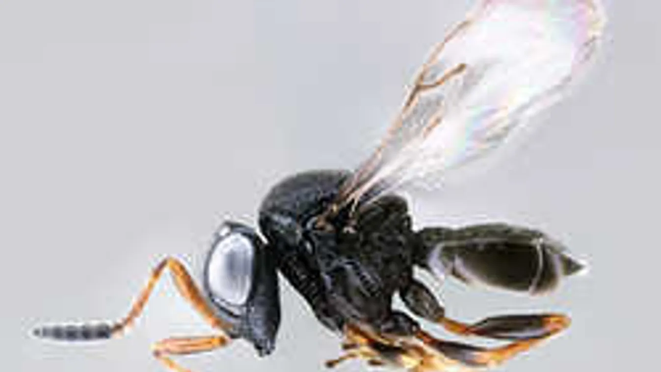 Hihetetlen, megjelent a márványpoloska gyilkosa