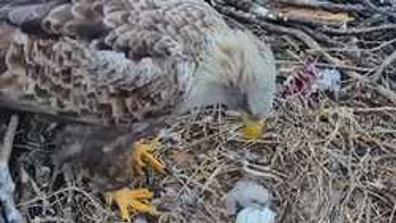 Megörökítették a sasfióka világra jöttét