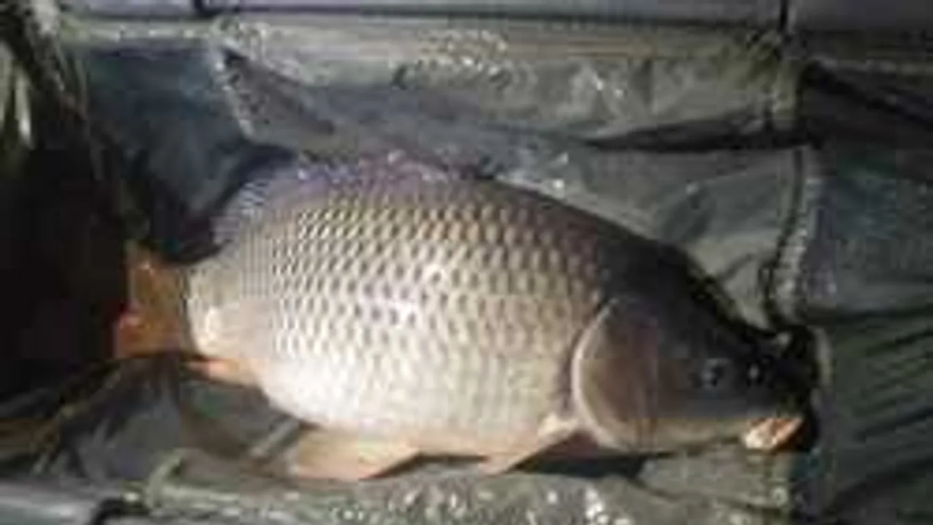 Elképesztő dolog történt a Tisza-tavi óriásponttyal - fotók