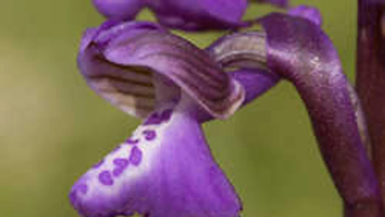 Így szaporítsunk orchideát otthon fillérekből