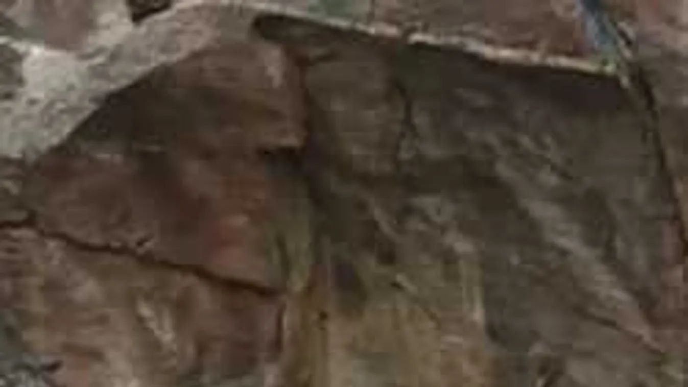 Találd meg a képen a szarvast - ha sikerül, zseni vagy!