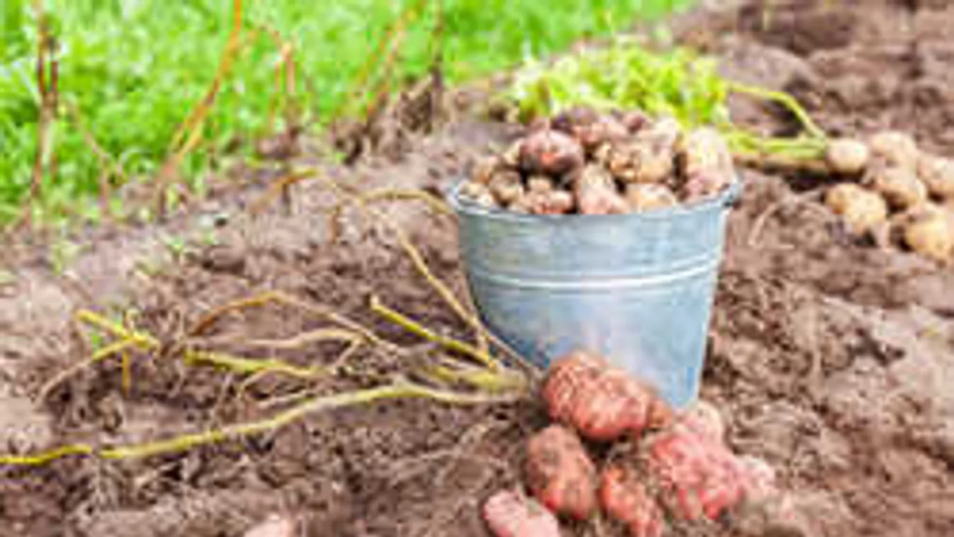 Drága a krumpli? Így termeszthetsz te is otthon